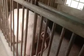 养殖户老王家的两头母猪怀上两个月了视频封面