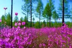 大兴安岭春夏秋冬风光