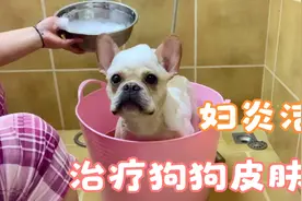 妹子第一次听说用妇炎洁洗狗 打算在自家法斗身上试验一下效果