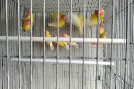 六个月的小黄桃牡丹鹦鹉已经成年了，过几天就可以配对了。