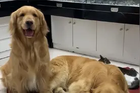 会算术的金毛，主人出几道题全答对了，有顾客来了，还会主动走开视频封面