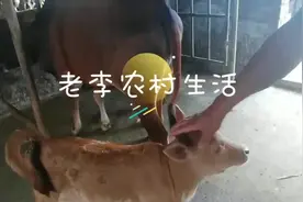 出生15天的小黄牛教刚出生的小黑牛吃奶，没想到牛妈妈来这么一招视频封面