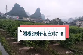 柑橘小树开花有哪些危害？该如何管理？视频封面
