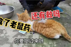 小猫吃了老鼠药怎么办呀？一声声惨叫让人心疼，你一定要挺过来呀视频封面