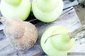 表妹家的葫芦在瓜棚上自然风干，拿来改造成水勺就最合适了