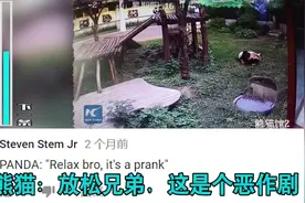 国外网友热议大熊猫VS游客，油管评论:吵醒我睡觉来做我枕头！视频封面