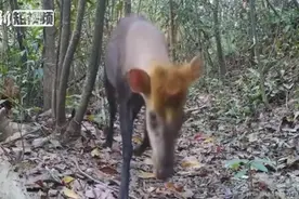 像鹿又像羊！江西发现一成年黑麂视频封面
