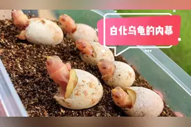 白化乌龟的内幕又有多少人能懂