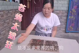 家里苍蝇太多，农村小韩教你一招，苍蝇来多少灭多少？不信你试试视频封面