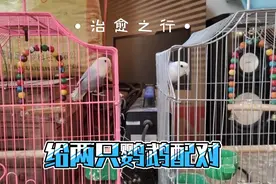 牡丹鹦鹉配对老打架怎么办呢？这个方法值得借鉴。
