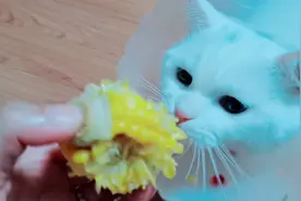喵咪日常16，流浪猫绝育后更爱吃玉米