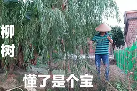 柳树枝拿来泡水，原来它有这么好的用途？来了解一下