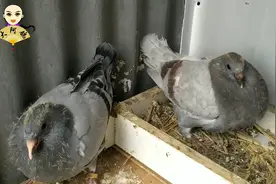 瓦灰和红色的鸽子配对能出什么颜色的鸽子呢？