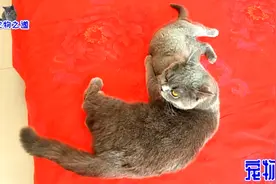 母猫绝育后性格大变，逗人举止把一旁的小猫看呆了：风一样的女子视频封面