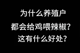 ↖为什么养殖户都会给鸡喂辣椒？这有什么好处？看完长见识了