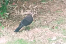 南京月牙湖公园小鸟🐦胆真大，3米拍摄距离旁若无人觅食玩耍视频封面