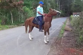 经过长时间训练而成的走马，走起来速度非常快