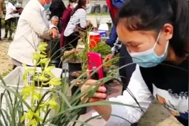 兰花好的品种，为什么价格高的离谱呢？（蕙兰之乡，湖北随州）视频封面