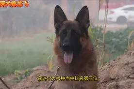 这就是警犬为什么是德牧的原因，小伙儿一个视频大家明白啦。视频封面