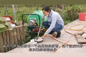 番茄苗只长苗子不开花，种番茄的老师傅教一招，真管用