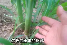玉米侧芽要拔掉吗？争议了这么多年该有定论了，来看宝哥怎么说视频封面