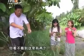 凤眼果冰糖红枣煲汤，适宜皮肤干燥人群，美味又营养