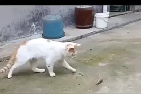 记录美好生活#老鼠：打滚到怀疑鼠生视频封面