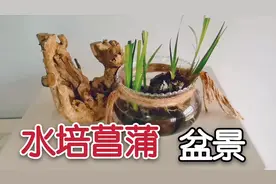 年轻人都爱这样的盆景、水培菖蒲！制作过程很简单