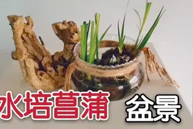 年轻人都爱这样的盆景、水培菖蒲！制作过程很简单