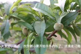 湖北的水蜜桃已经熟了，我们辽南的桃刚结果，气温低有低的好处视频封面