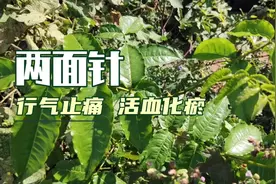 两面针除了做牙膏还有很多的用途
