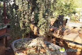 怎样制作垂柳式盆景？选对素材可以少走弯路！视频封面