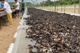 刚采摘的新鲜木耳直接吃会毒死人？真的吗？视频封面