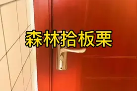 森林里一年到头东西太多了，带孩子捡了好多板栗发财了