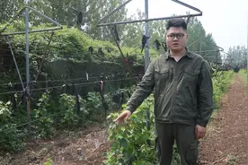 葡萄苗木生长缓慢是为何？农村小伙实例讲解！这几个因素很重要视频封面