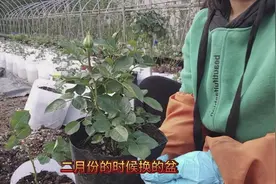 月季牙签苗换盆
土埋到这个位置
浇水的时候浇点这个猛发芽视频封面