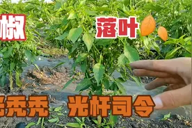 辣椒不知道什么原因大范围落叶，是缺还是有病害入侵？椒急哭视频封面
