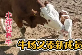 母牛怀孕后期该不该减料？听听老养牛人怎么说视频封面