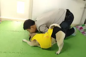 狗子和主人一起练瑜伽视频封面