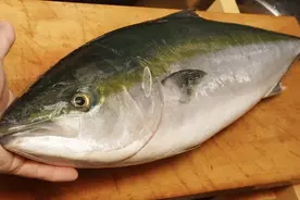 日本厨师处理海鲜真是有一套 这鱼做的看起来就好吃视频封面