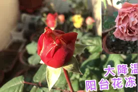 大降温零下8度阳台花卉冻伤，长寿花多肉植物冻伤还能活吗？视频封面