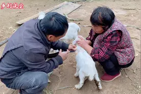 农村大叔治疗小羊拉稀有妙招，现场教学看完就会，一针见效！视频封面