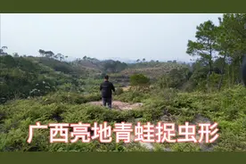 广西亮地青蛙捉虫形，懂看的都说好。视频封面