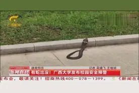 有蛇出没！广西大学出现眼镜蛇，校方发布校园安全预警视频封面