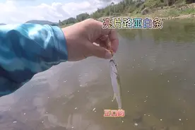 溪流日记：路亚马口白条标点选择与技巧4⃣️！亮片对付白条！视频封面