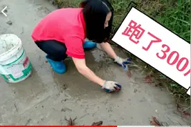 一场暴雨，霞妹儿家的龙虾大概跑了300斤，心疼啊！视频封面