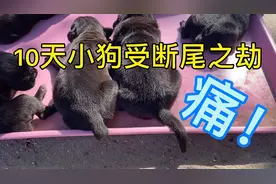 小狗断尾如何护理伤害最小。迎合市场，断尾才能被大众所认可