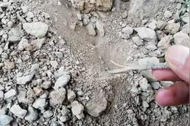 倒着走的一种小虫子，名字很响亮。我们叫它（地牯牛）