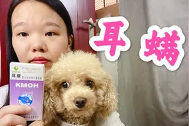 领养的小泰迪患耳螨，玲玲用药一个星期就好了，今天推荐给你们视频封面