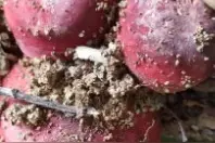 浦北有一种神奇的红菇，一斤能卖1千多元，15嫂很好奇去一探究竟视频封面